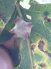 Cynips douglasii