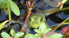 Lithobates catesbeianus