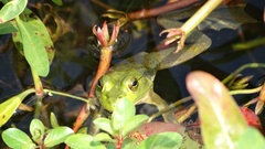 Lithobates catesbeianus