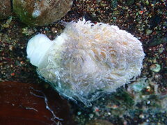 Aeolidia
