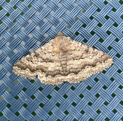 Eudesmeola lawsoni