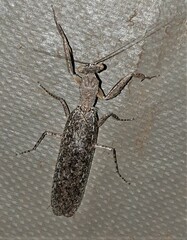 Tarachodes