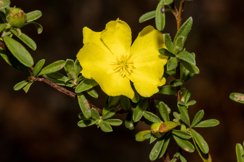 Hibbertia obtusifolia