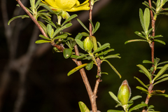 Hibbertia obtusifolia