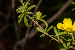 Hibbertia obtusifolia
