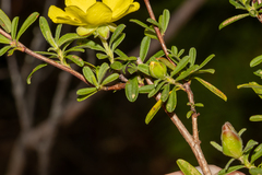Hibbertia obtusifolia