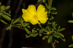 Hibbertia obtusifolia
