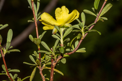 Hibbertia obtusifolia
