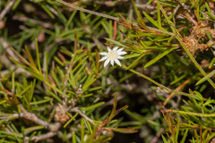 Actinotus minor