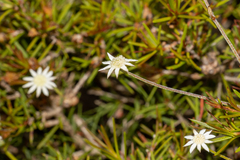Actinotus minor