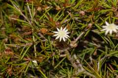 Actinotus minor