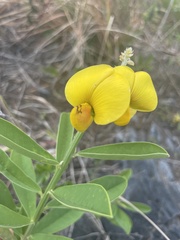 Crotalaria spectabilis