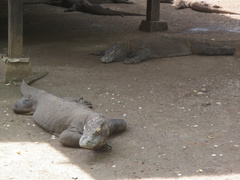 Varanus komodoensis