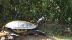 Trachemys scripta elegans