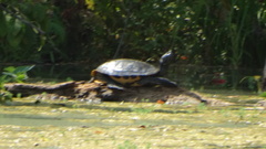 Trachemys scripta elegans