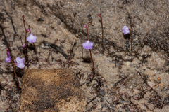 Utricularia lateriflora