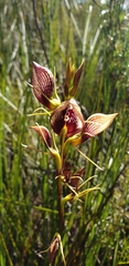 Cryptostylis erecta