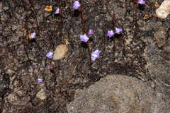 Utricularia lateriflora