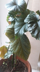 Begonia maculata