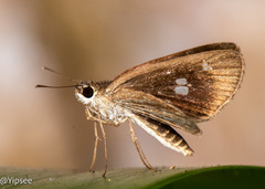 Scobura isota