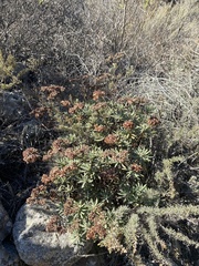 Eriogonum arborescens