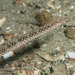 Bay Pipefish - Photo (c) Scott Meixner, some rights reserved (CC BY-NC), uploaded by Scott Meixner