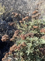 Eriogonum arborescens