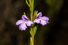 Hemigenia purpurea