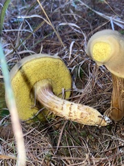 Aureoboletus projectellus