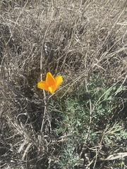 Eschscholzia