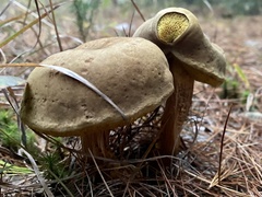 Aureoboletus projectellus