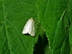 Zelotherses paleana