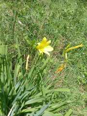 Hemerocallis minor