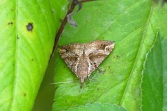 Hypena laceratalis