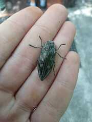 Chalcophora mariana