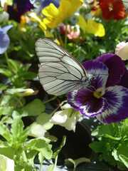 Aporia crataegi