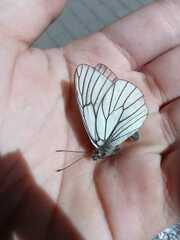 Aporia crataegi