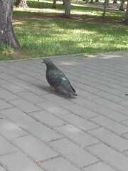 Columba livia domestica