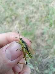 Podismopsis poppiusi