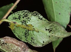 Lophyrotoma interrupta
