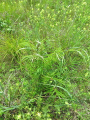 Sanguisorba parviflora