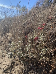 Eriogonum grande