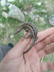 Lacerta agilis exigua