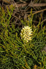 Petrophile sessilis