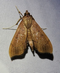 Anarmodia