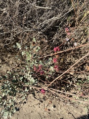 Eriogonum grande