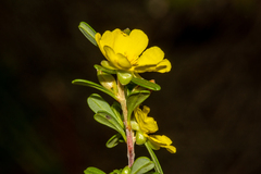Hibbertia monogyna