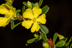 Hibbertia monogyna