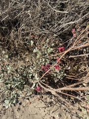 Eriogonum grande