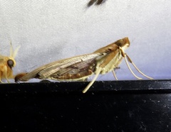 Anarmodia